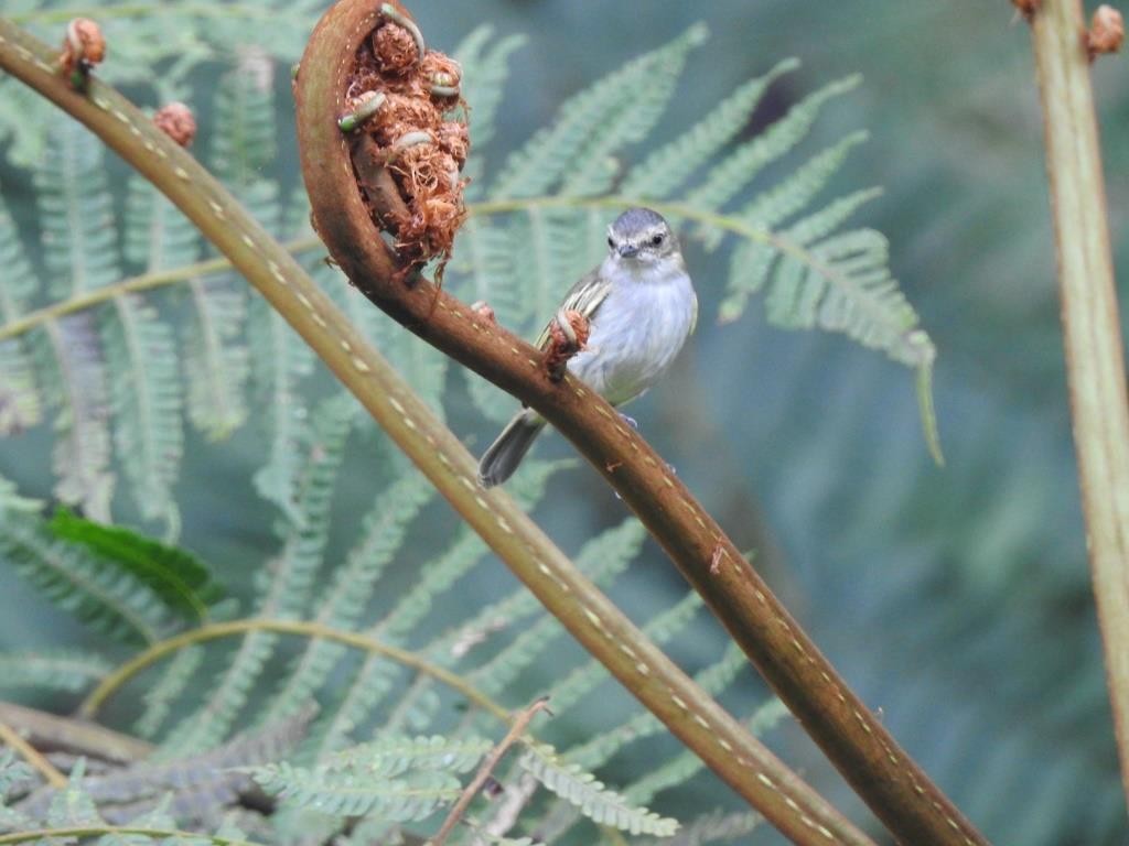 Mistletoe Tyrannulet - ML186391121