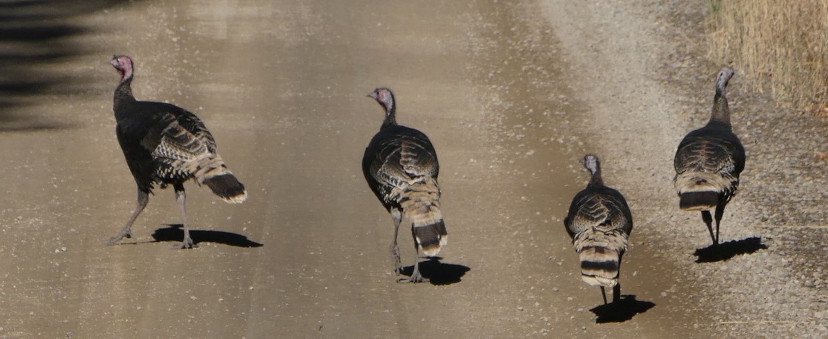 Wild Turkey - ML186392071