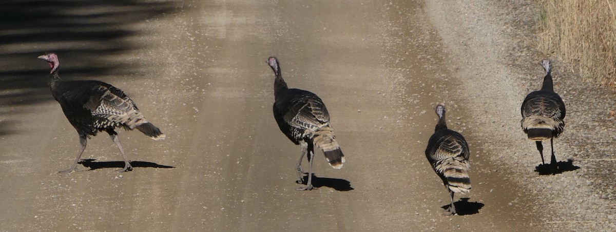 Wild Turkey - ML186392081