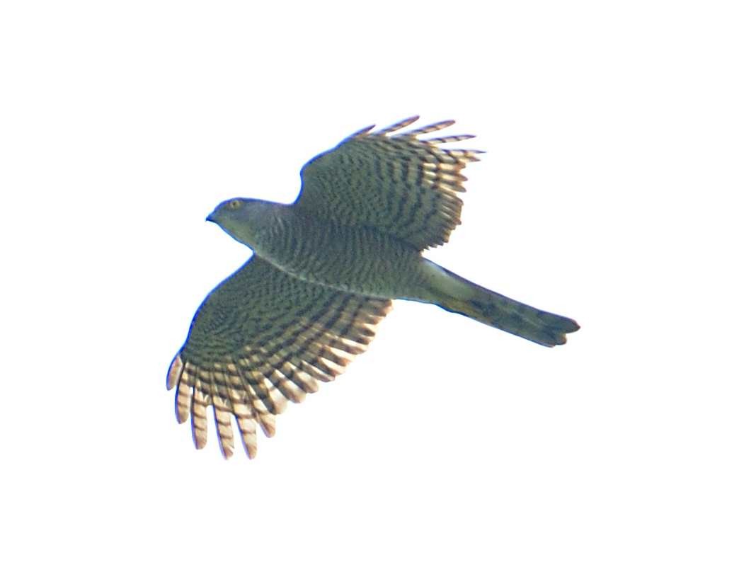 Japanese Sparrowhawk - ML186392181