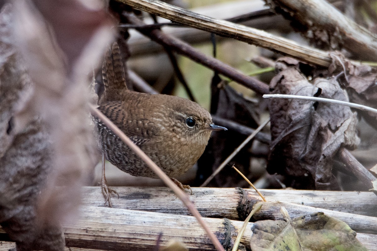 Winter Wren - ML186393031