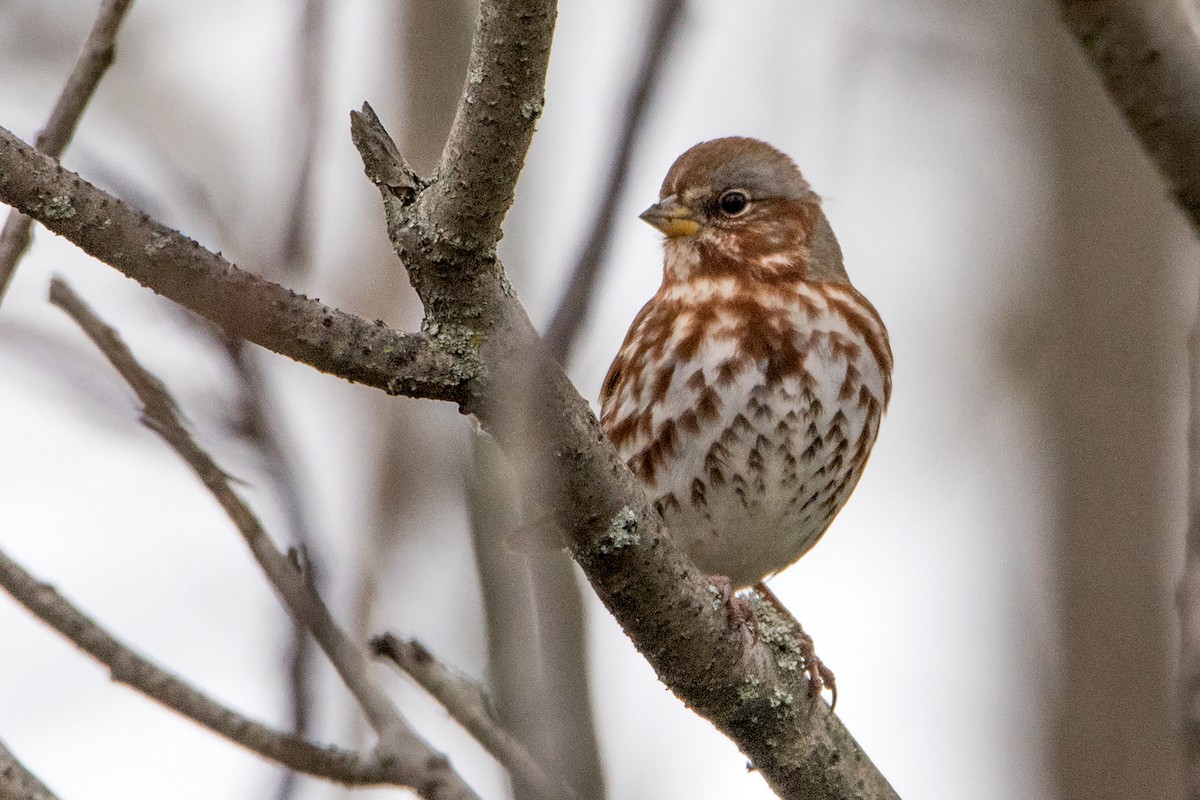 Fox Sparrow - Sue Barth