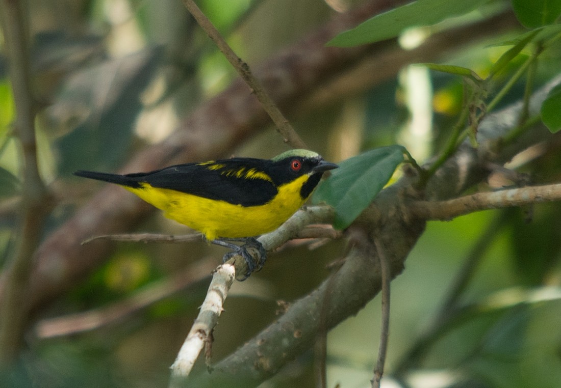 Yellow-bellied Dacnis - LUCIANO BERNARDES