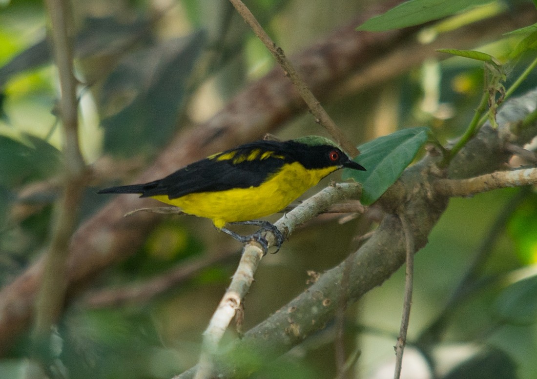 Dacnis Ventriamarillo - ML186393911