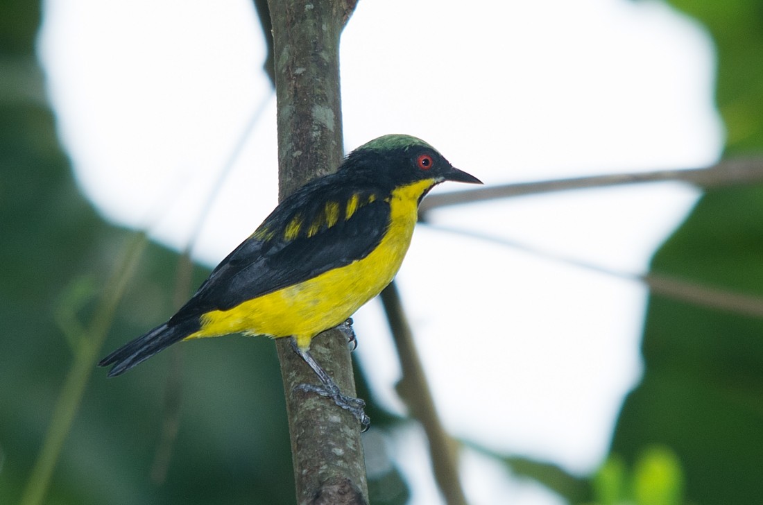 Yellow-bellied Dacnis - ML186393941