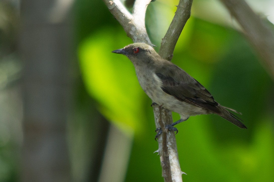 Yellow-bellied Dacnis - ML186393961