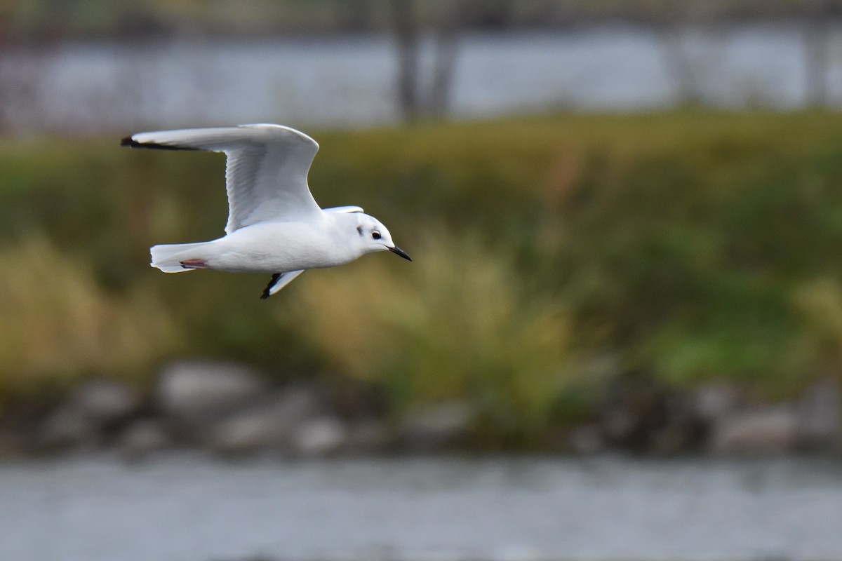 Bonaparte's Gull - ML186394791