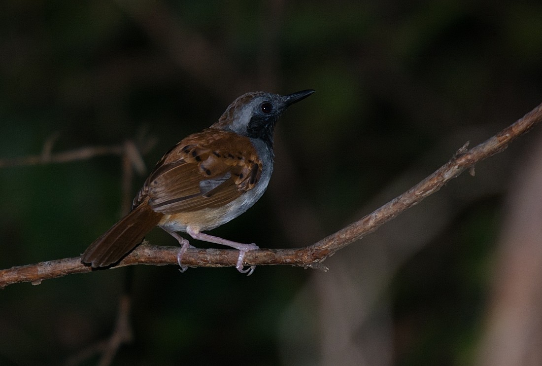 White-bellied Antbird - ML186395251