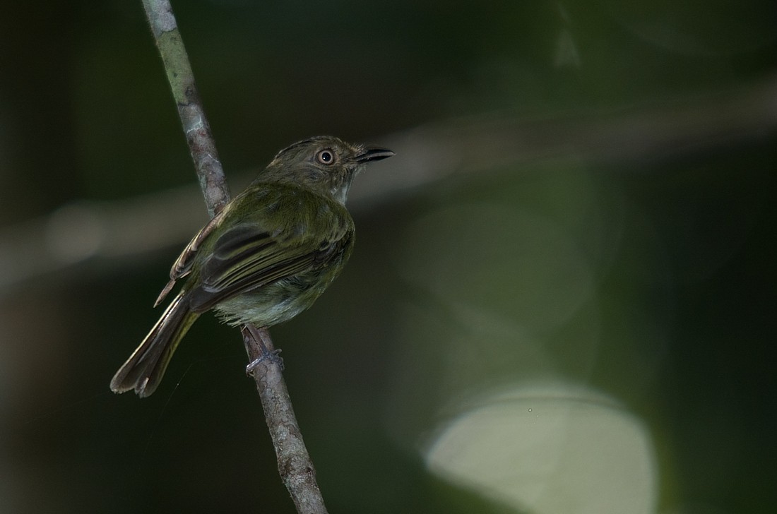 Helmeted Pygmy-Tyrant - ML186395261