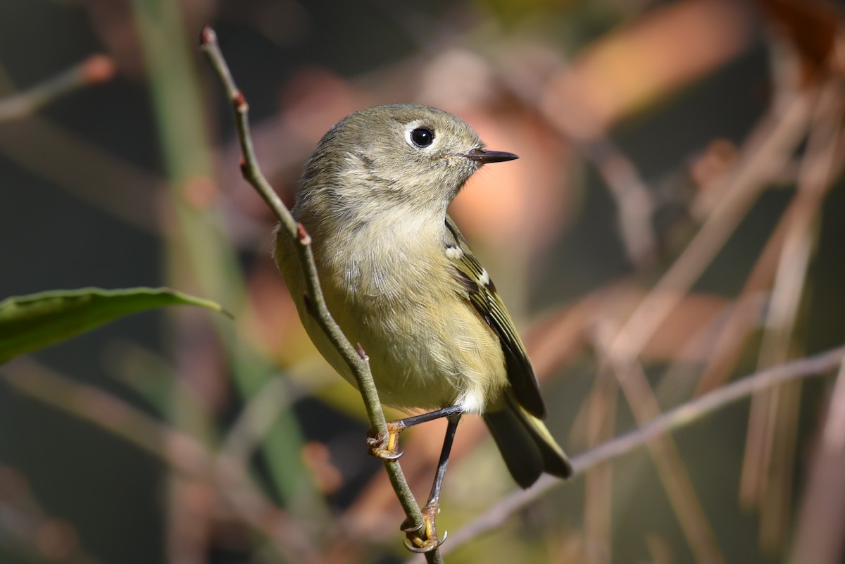 Ruby-crowned Kinglet - ML186395301