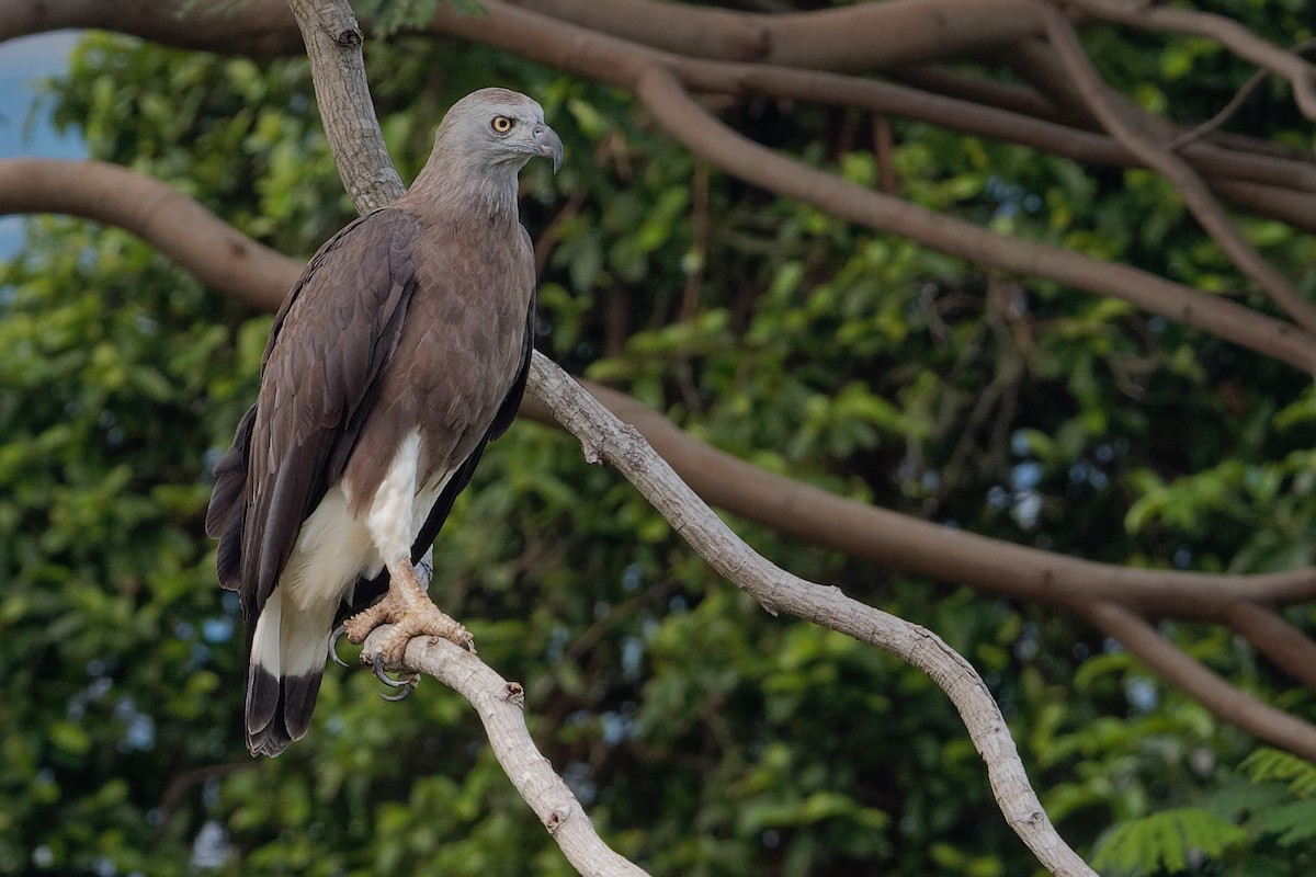 Gray-headed Fish-Eagle - Vincent Wang