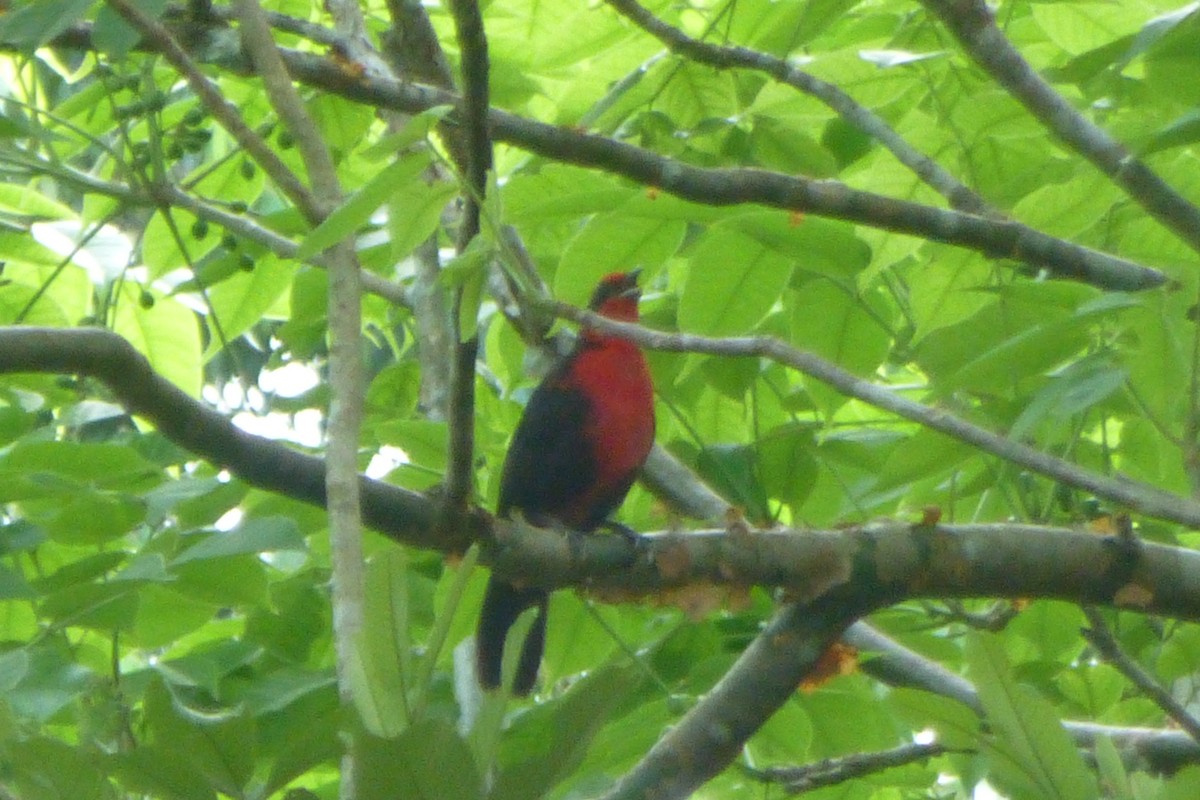 Rosy Thrush-Tanager - ML186397801