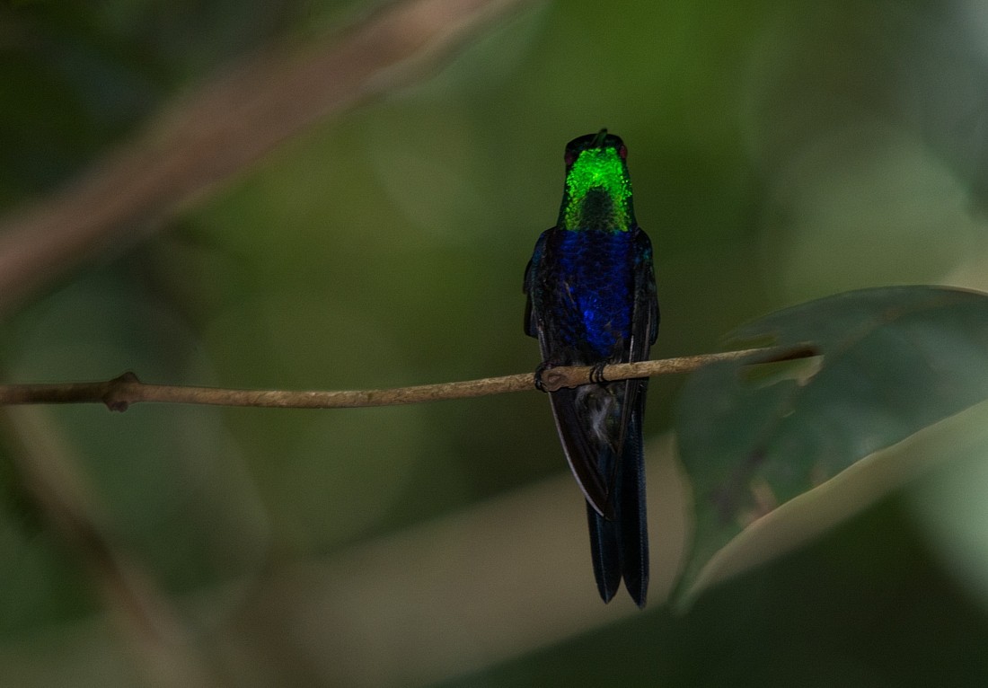 Fork-tailed Woodnymph - LUCIANO BERNARDES