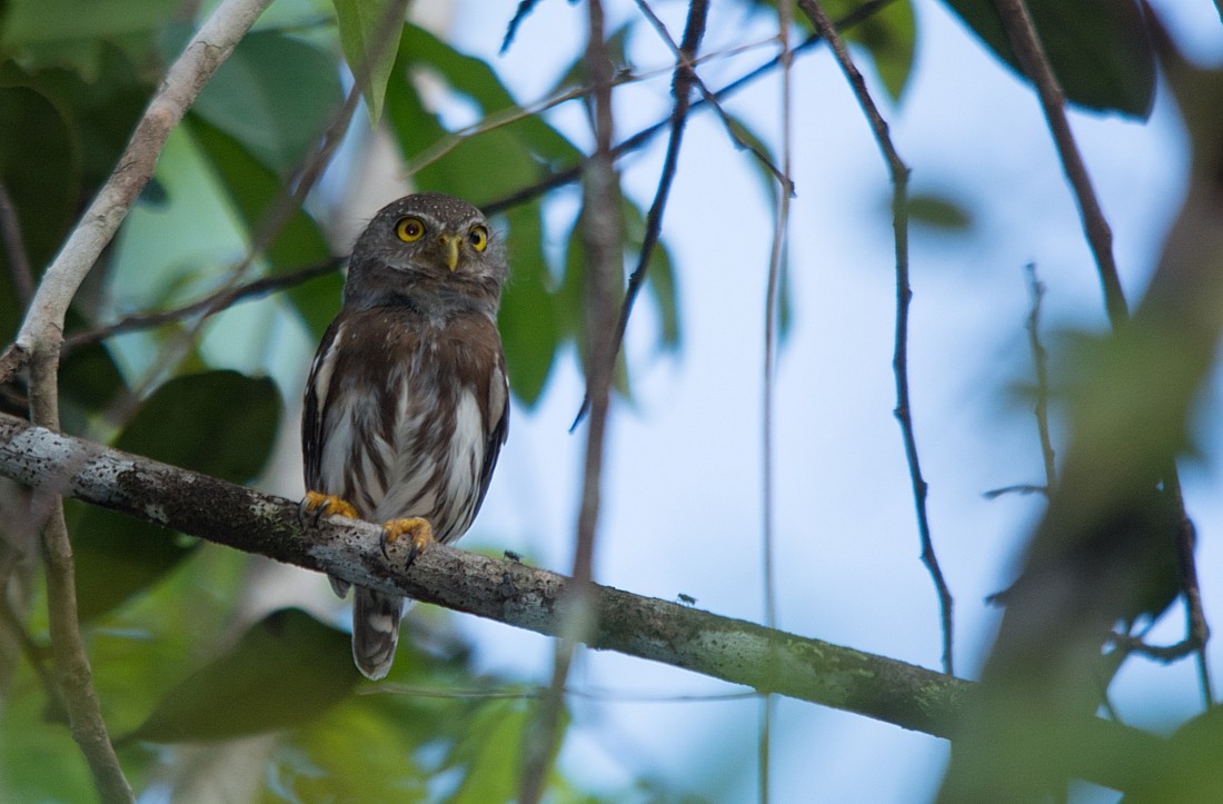 Amazonian Pygmy-Owl - LUCIANO BERNARDES