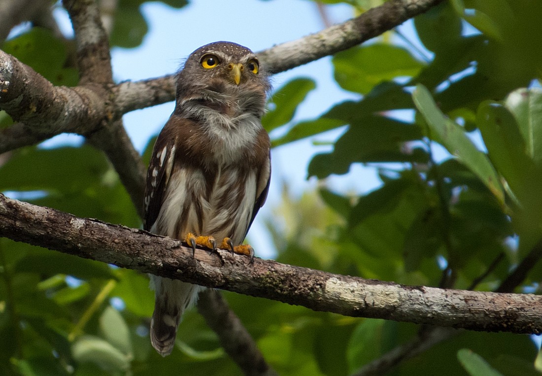 Amazonian Pygmy-Owl - LUCIANO BERNARDES