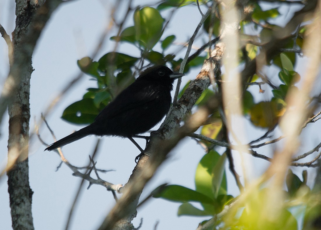 Black Manakin - ML186398801