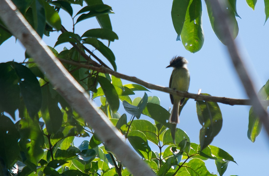 Gray-crowned Flatbill - ML186399001