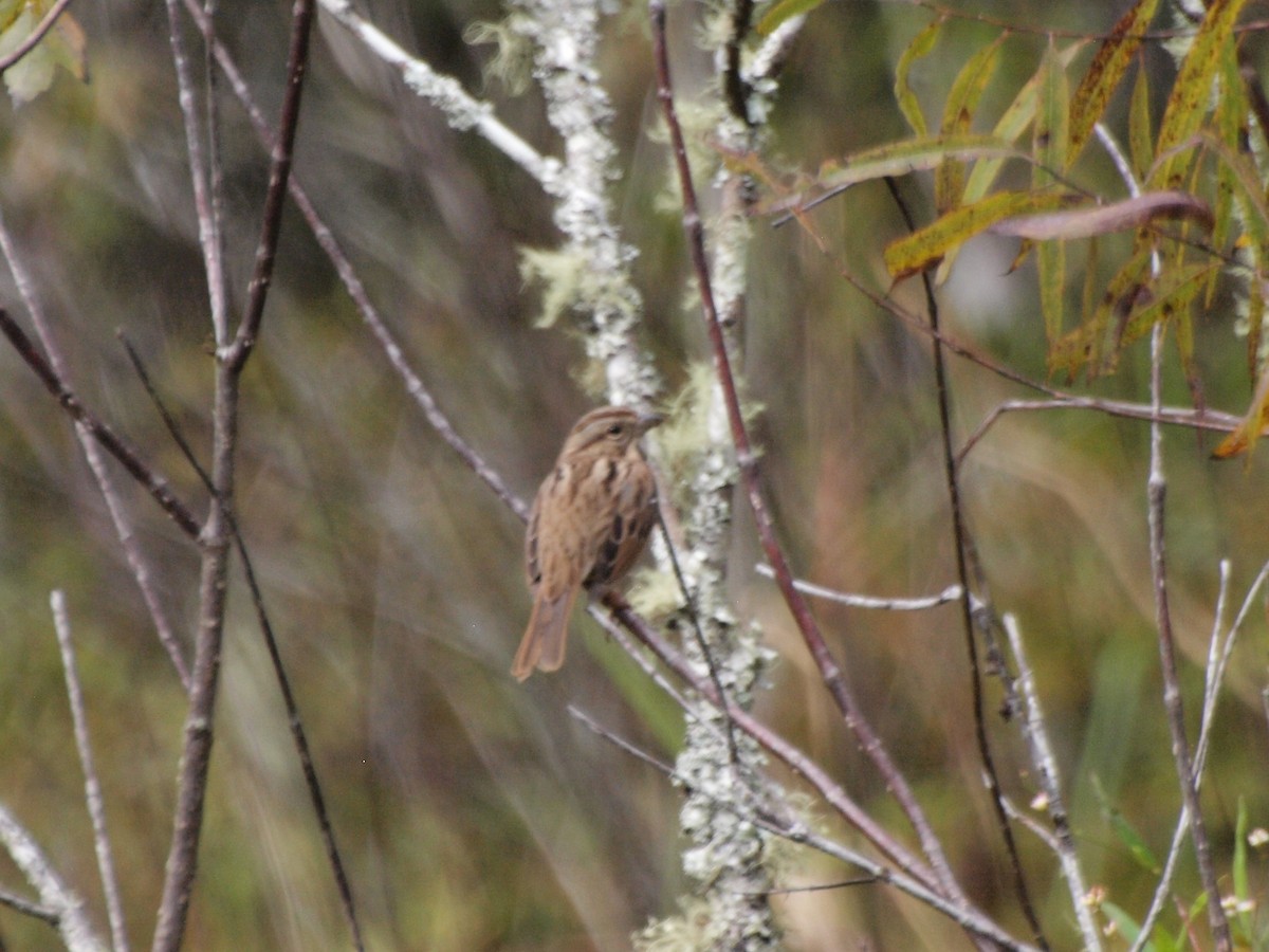 Song Sparrow - ML186399531