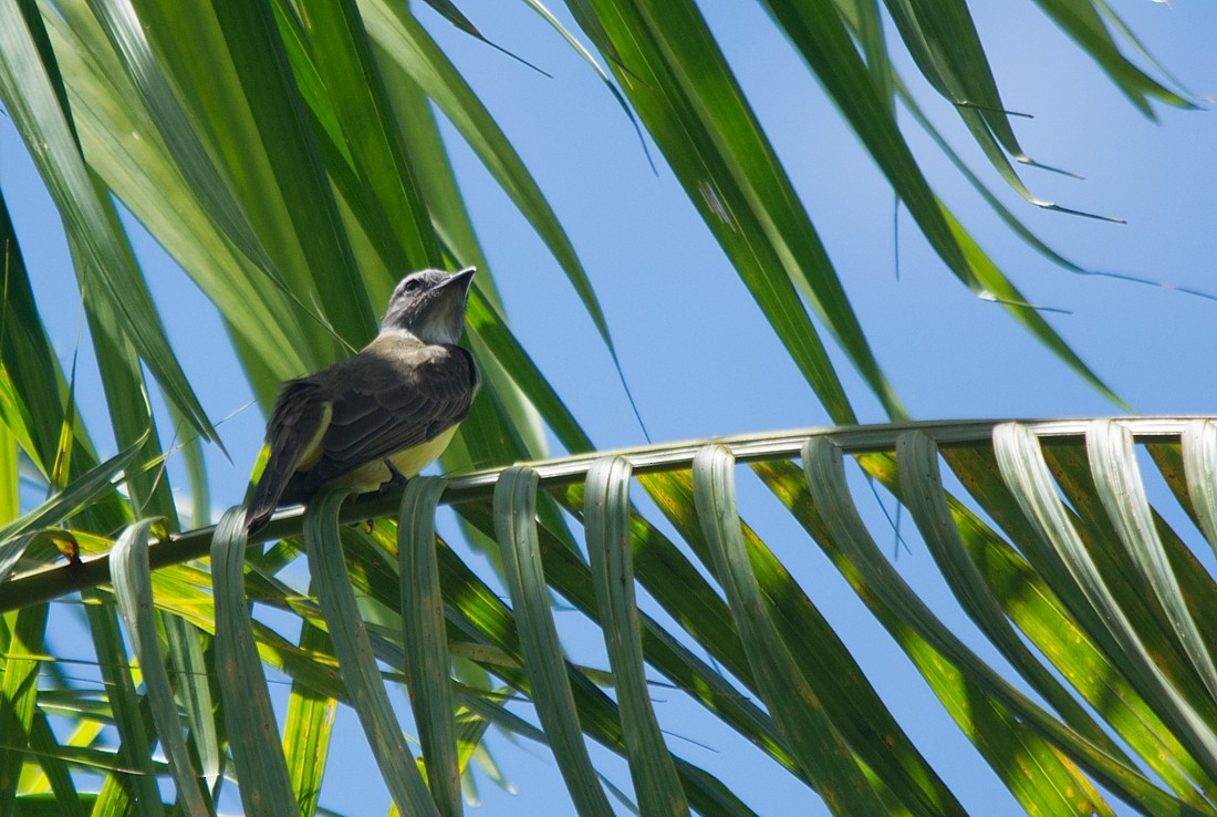 Sulphury Flycatcher - ML186399621