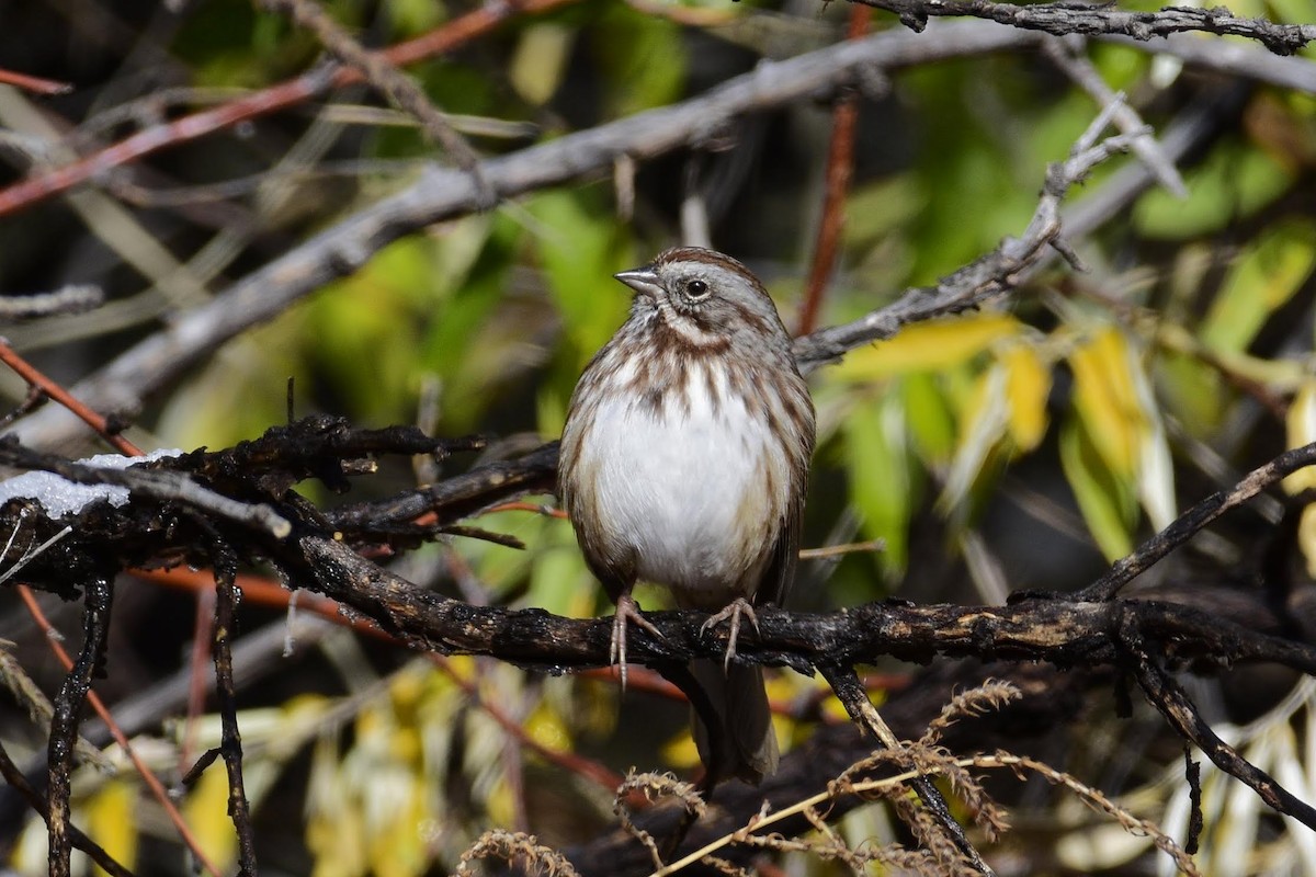 Song Sparrow (montana/merrilli) - ML186400641