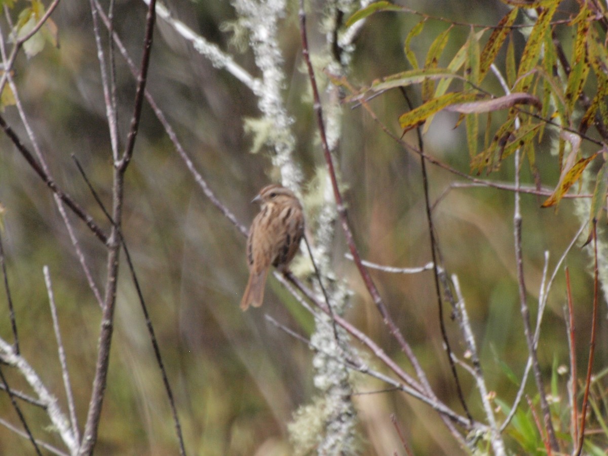 Song Sparrow - ML186400751