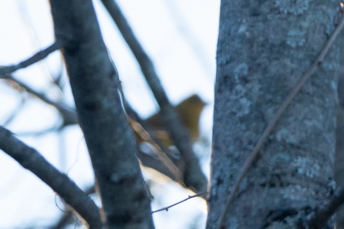 Summer Tanager - ML186403091