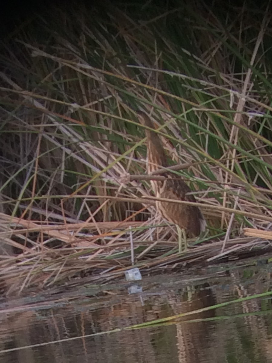 American Bittern - ML186404341