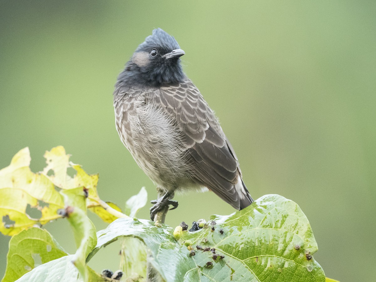 Bulbul à ventre rouge - ML186405231