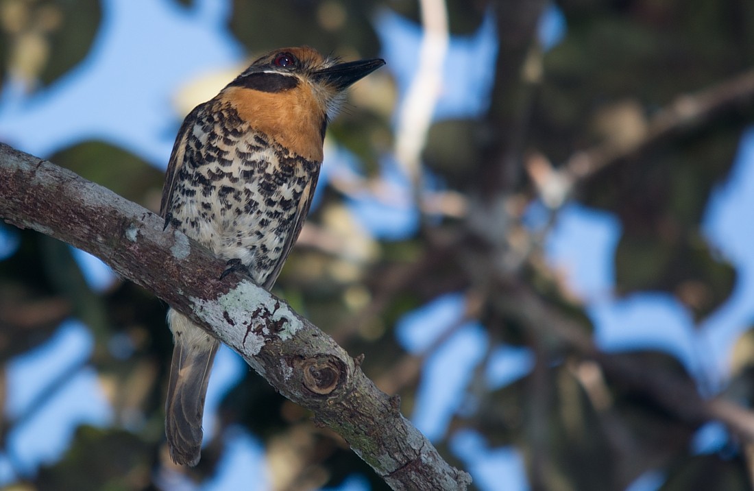 Spotted Puffbird - LUCIANO BERNARDES