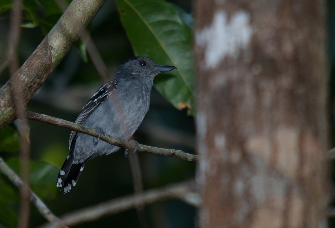 Northern Slaty-Antshrike - ML186407191