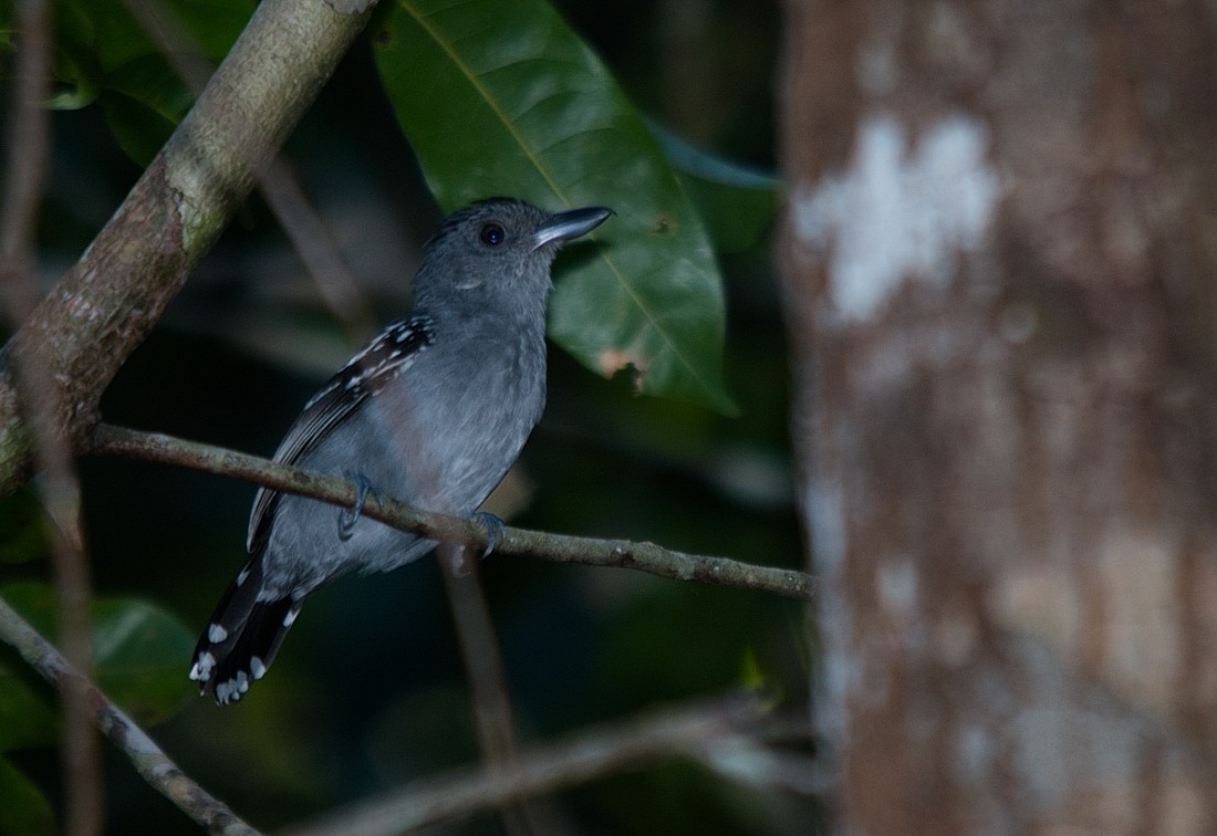 Northern Slaty-Antshrike - ML186407201