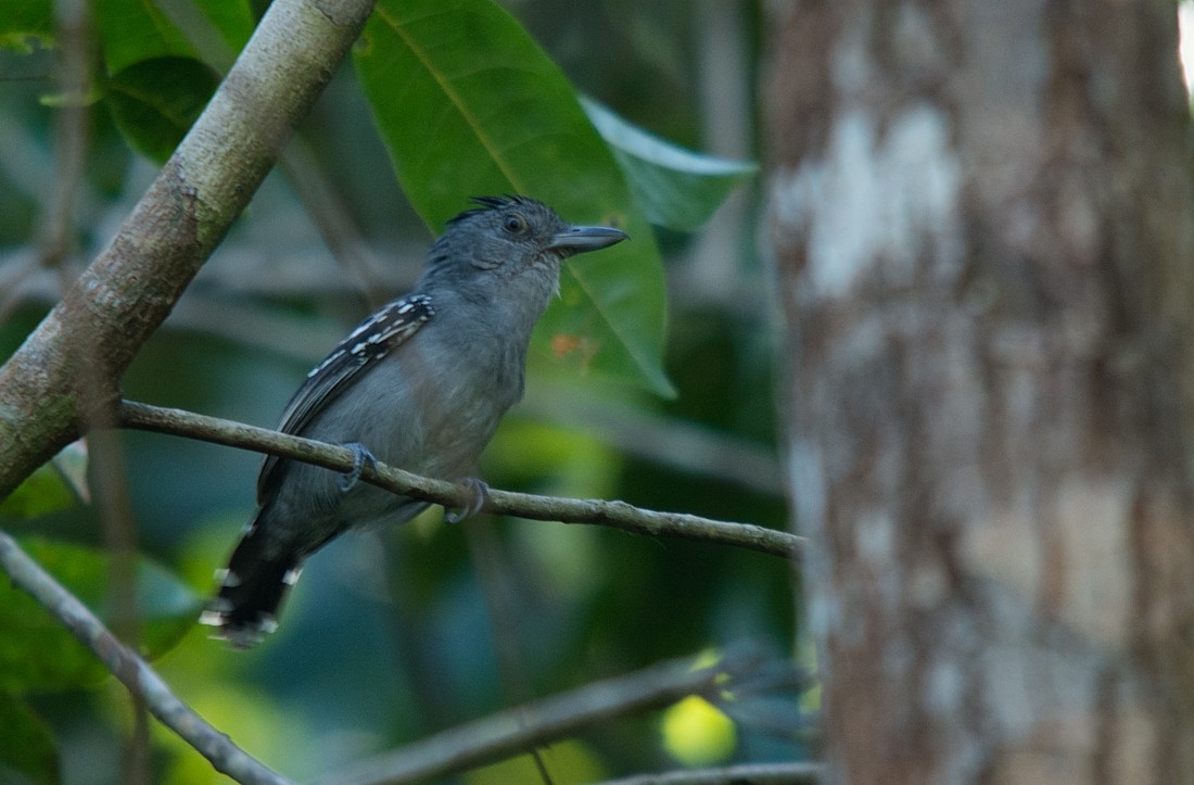 Northern Slaty-Antshrike - ML186407211