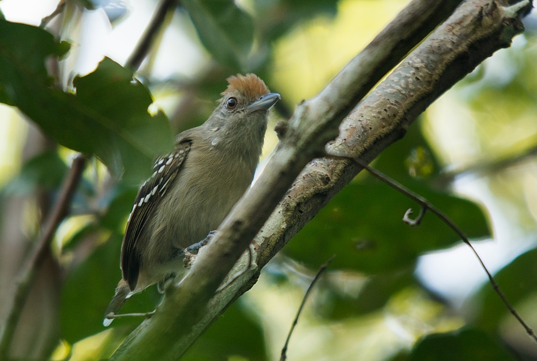 Northern Slaty-Antshrike - ML186407221