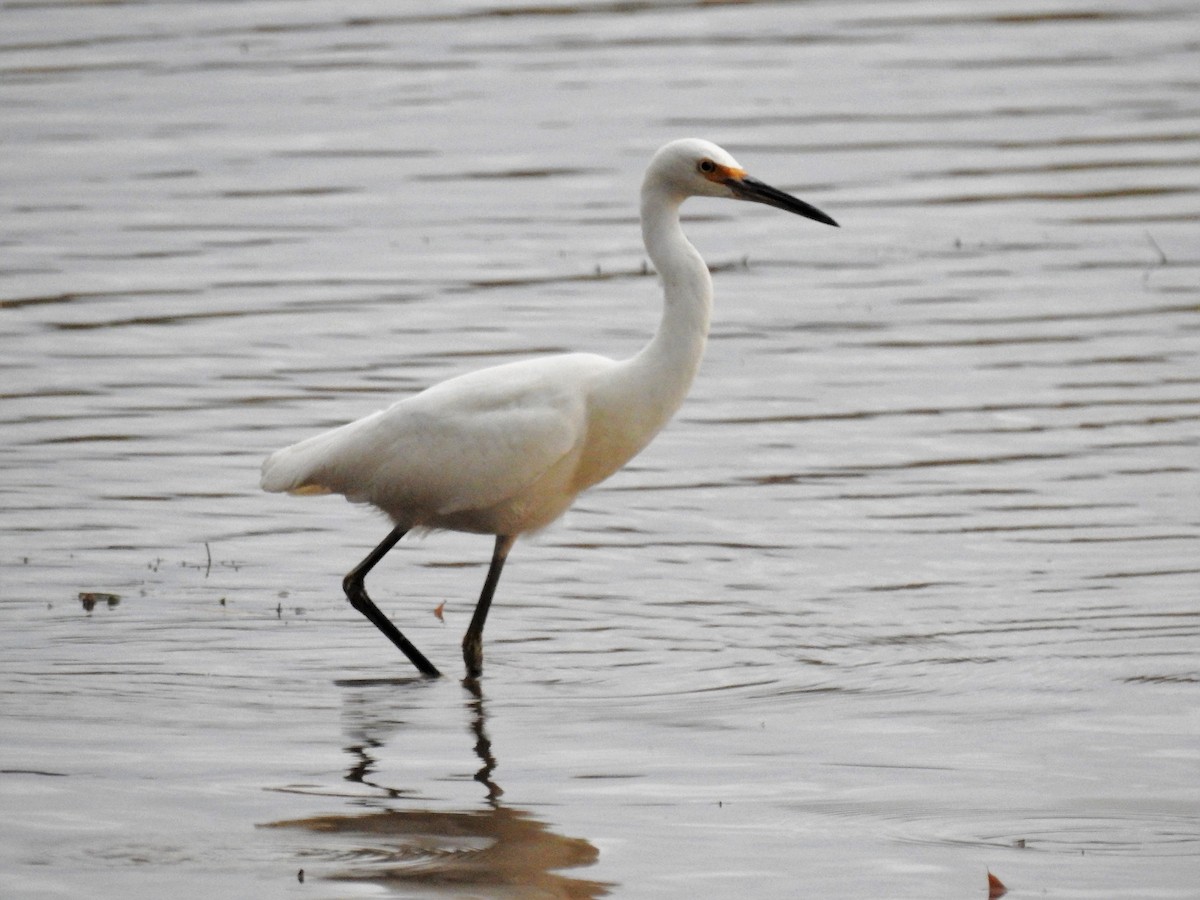 Snowy Egret - ML186407281