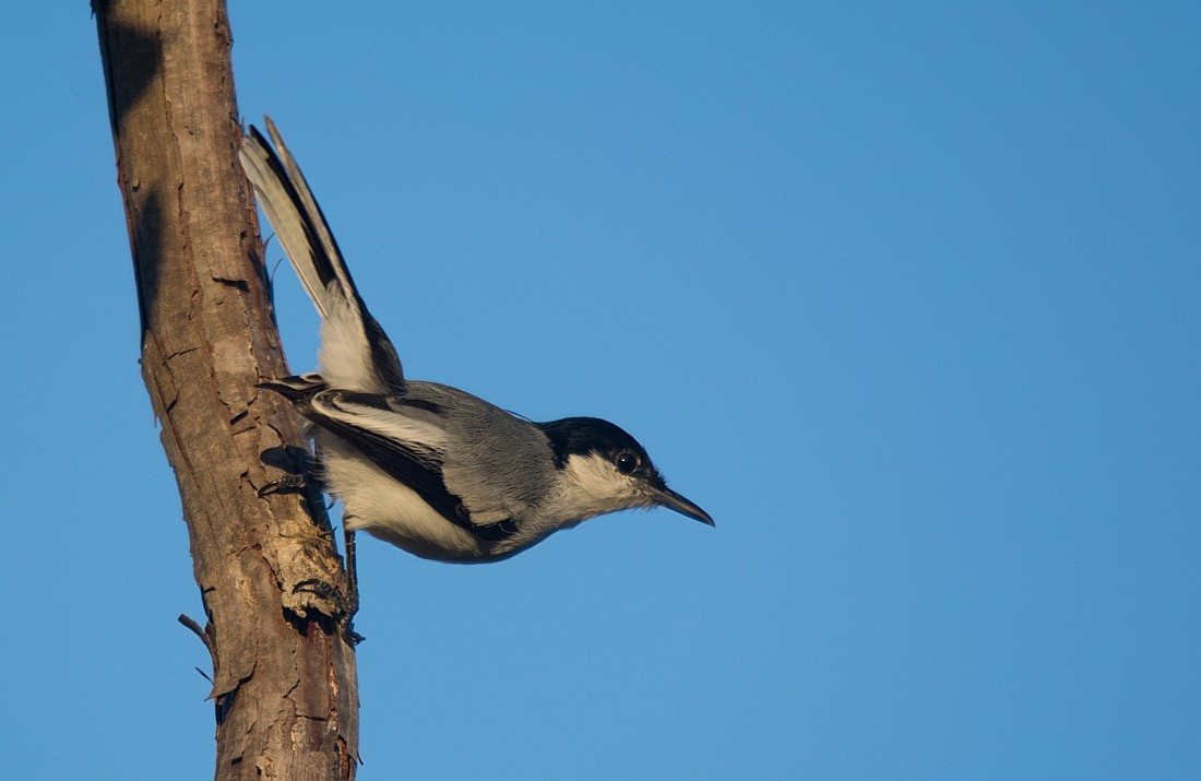 Tropical Gnatcatcher - LUCIANO BERNARDES