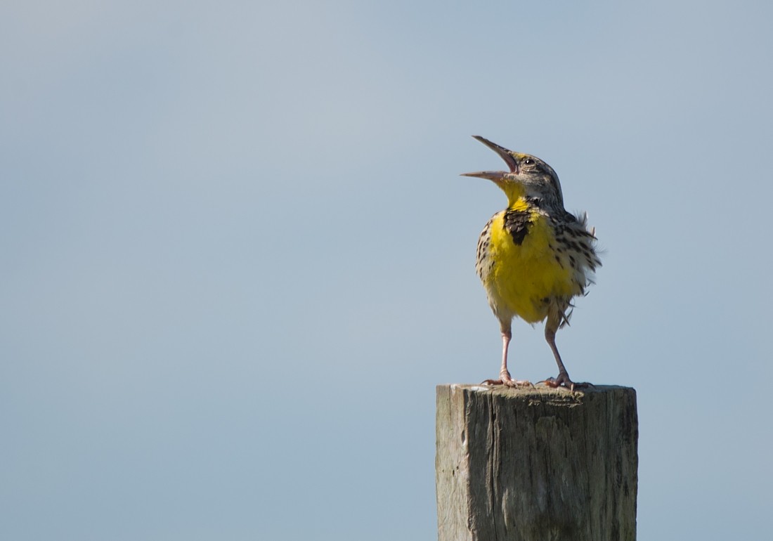 Eastern Meadowlark - LUCIANO BERNARDES