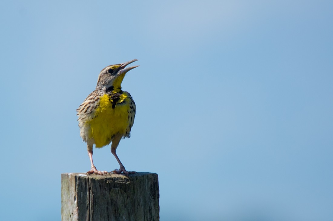 Eastern Meadowlark - LUCIANO BERNARDES