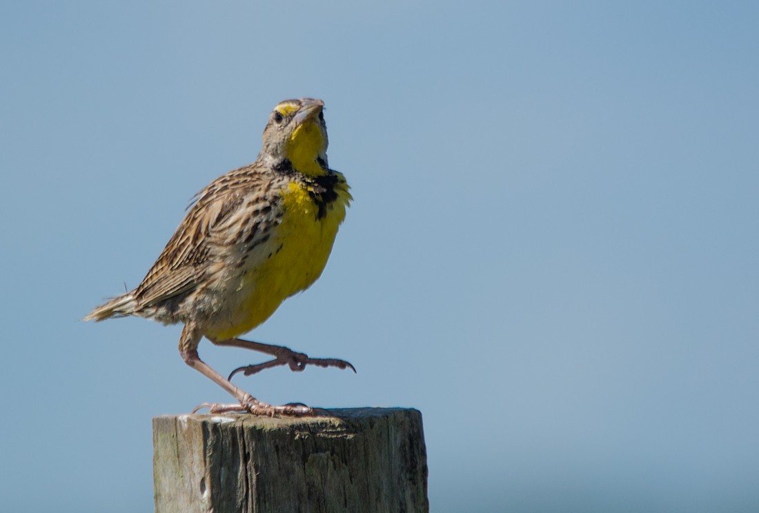 Eastern Meadowlark - LUCIANO BERNARDES