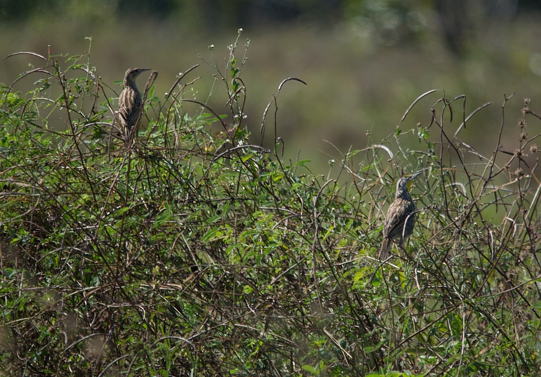 Eastern Meadowlark - LUCIANO BERNARDES