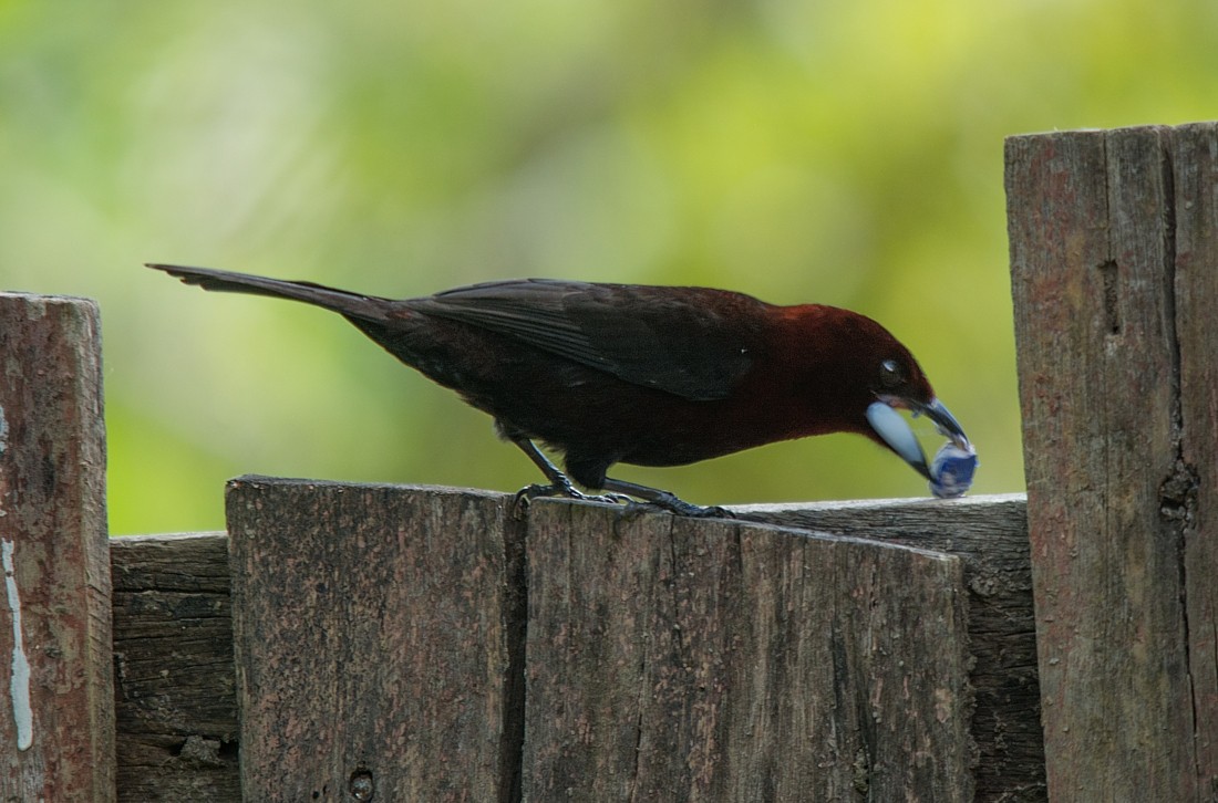 Silver-beaked Tanager - LUCIANO BERNARDES