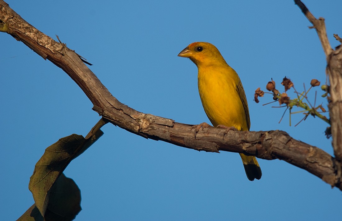 Orange-fronted Yellow-Finch - ML186408721