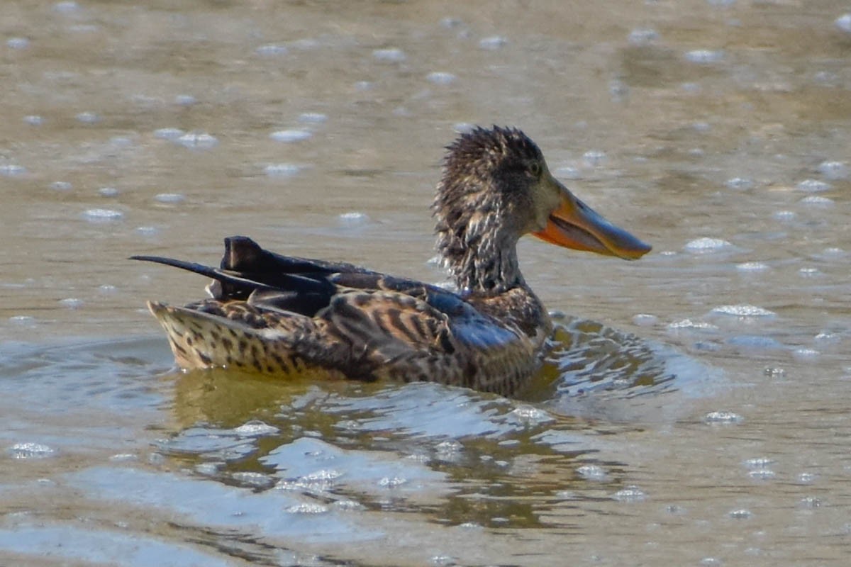 Northern Shoveler - ML186408991