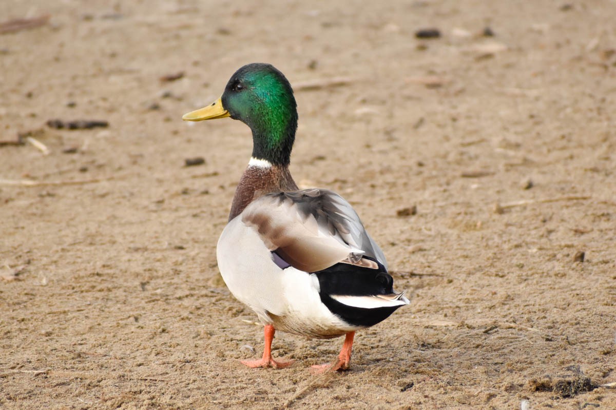 Mallard - ML186409031