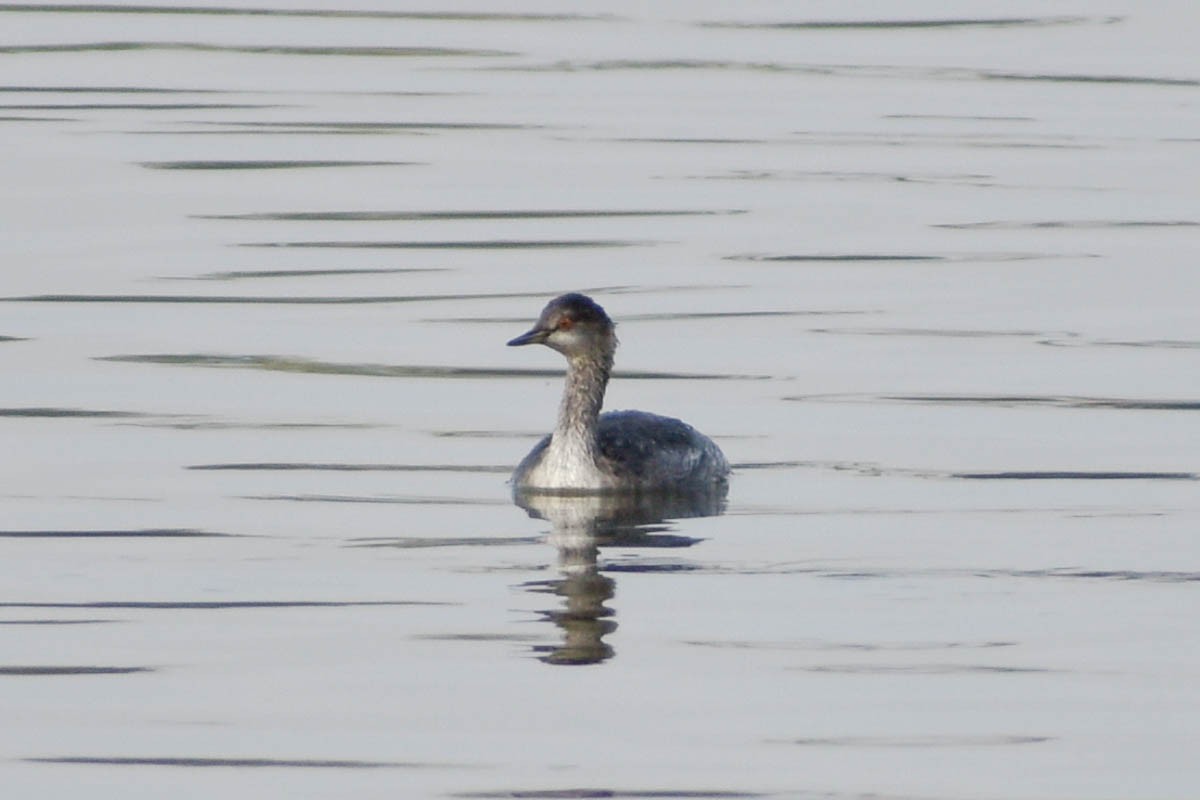 Eared Grebe - ML186409101