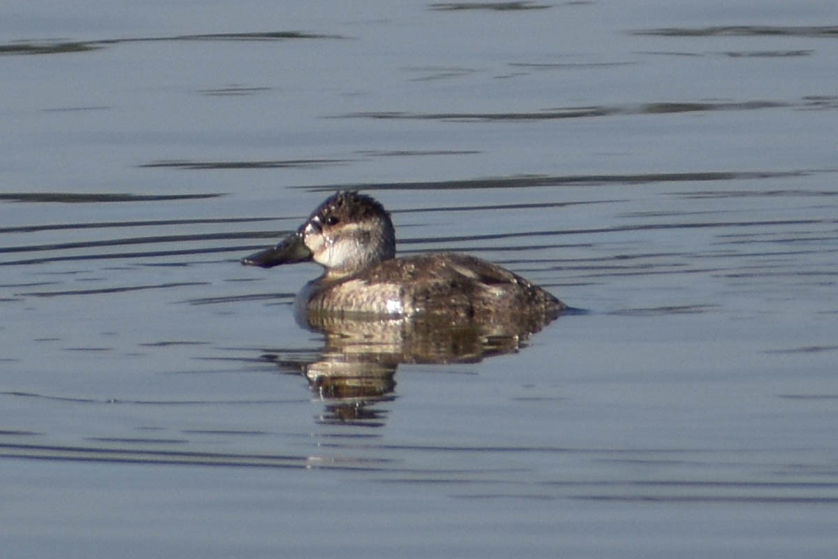 Ruddy Duck - ML186409221