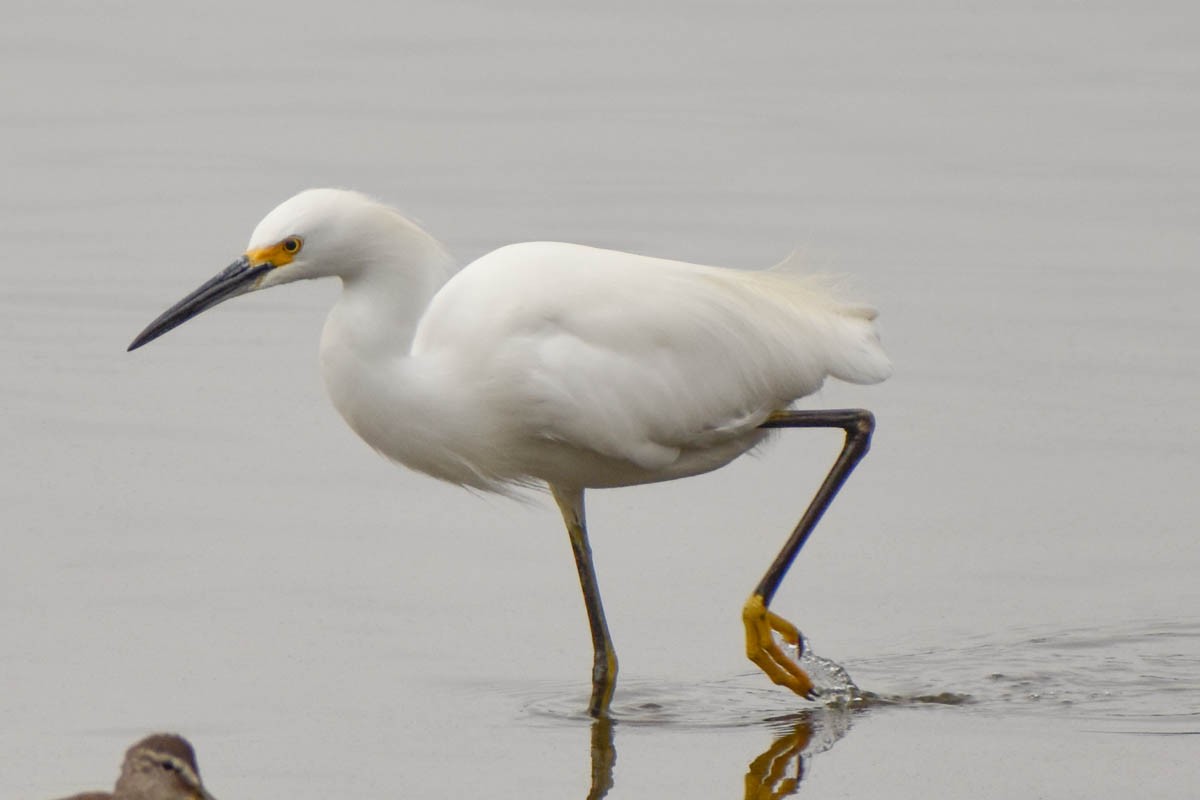 Snowy Egret - ML186409261