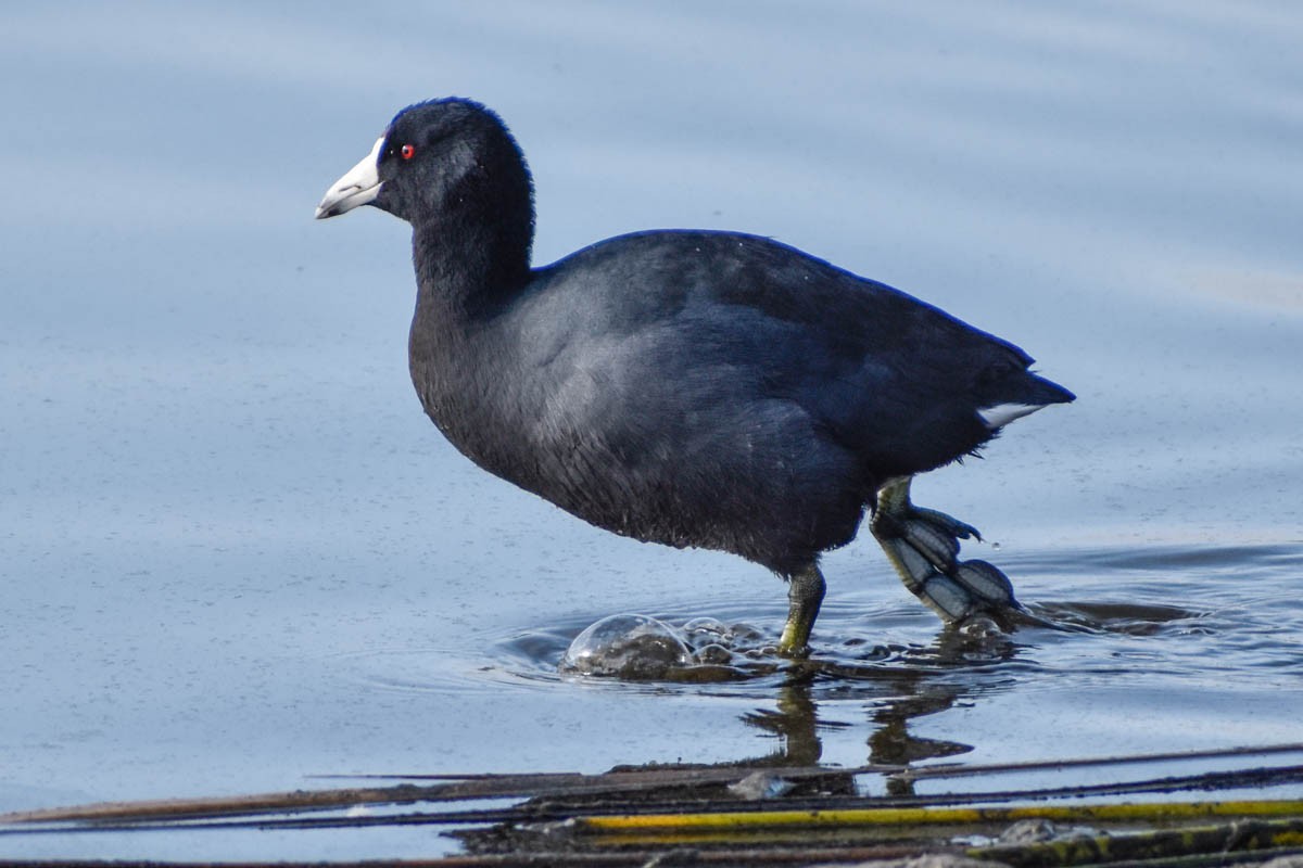 American Coot - ML186409611