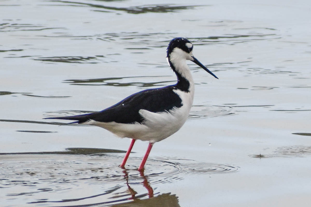 Black-necked Stilt - ML186409791