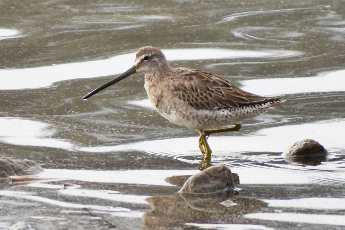 langnebbekkasinsnipe - ML186409811