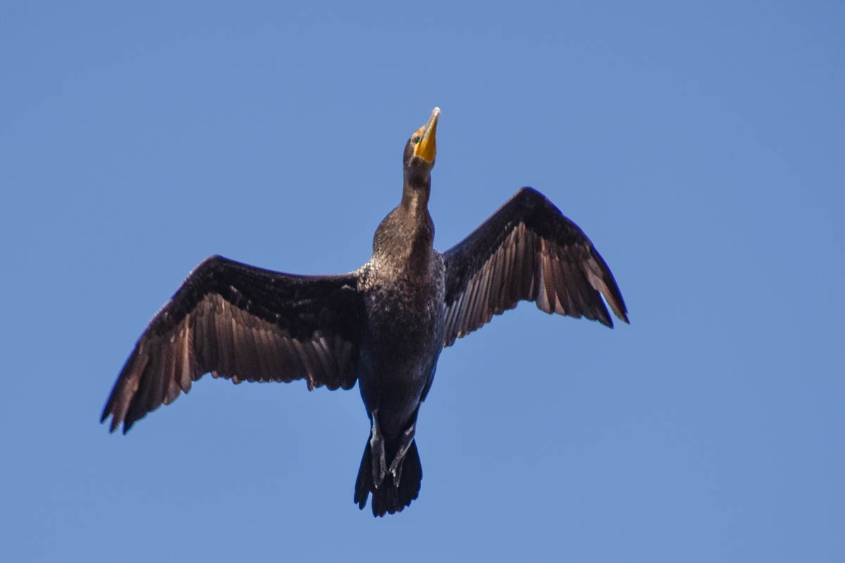 Double-crested Cormorant - ML186409891